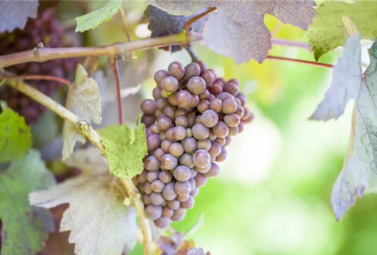Vitis vinifera 'Purpurascens'