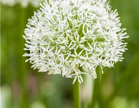 Allium 'Ping Pong'