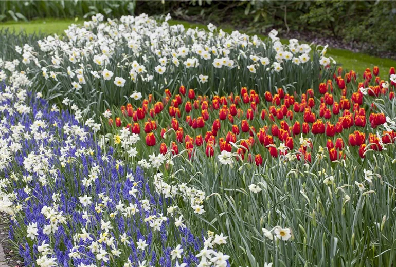 Narcissus