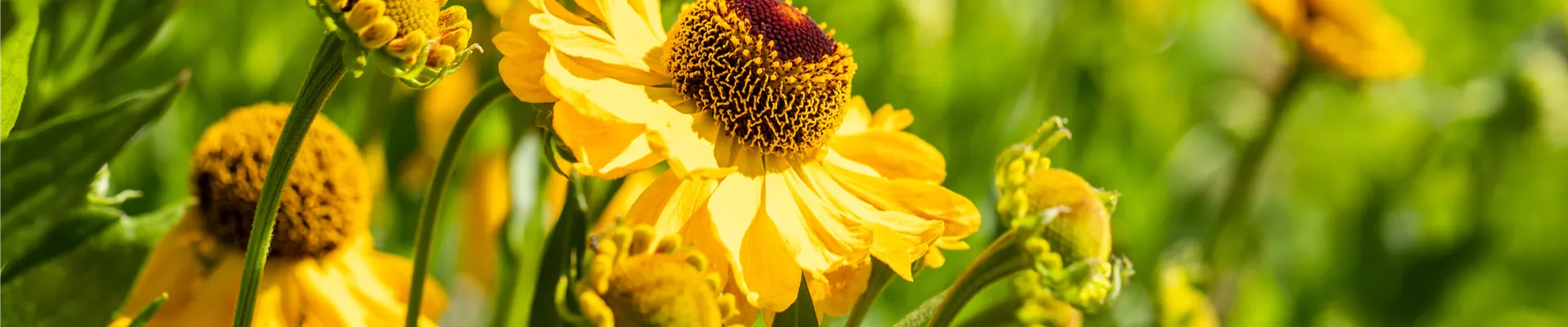 Helenium, gelb