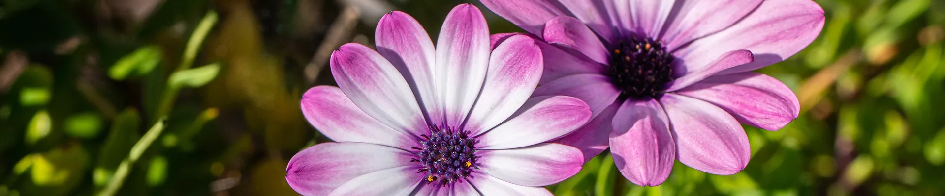 Osteospermum ecklonis, rosa
