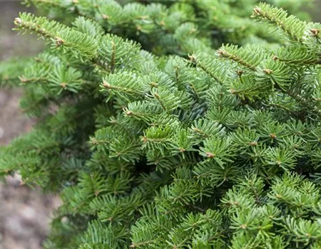 Abies balsamea