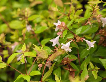 Abelia grandiflora