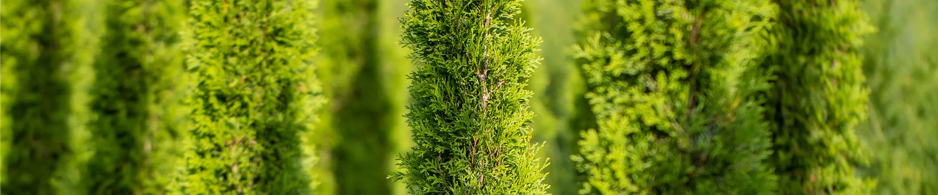 Cupressus sempervirens