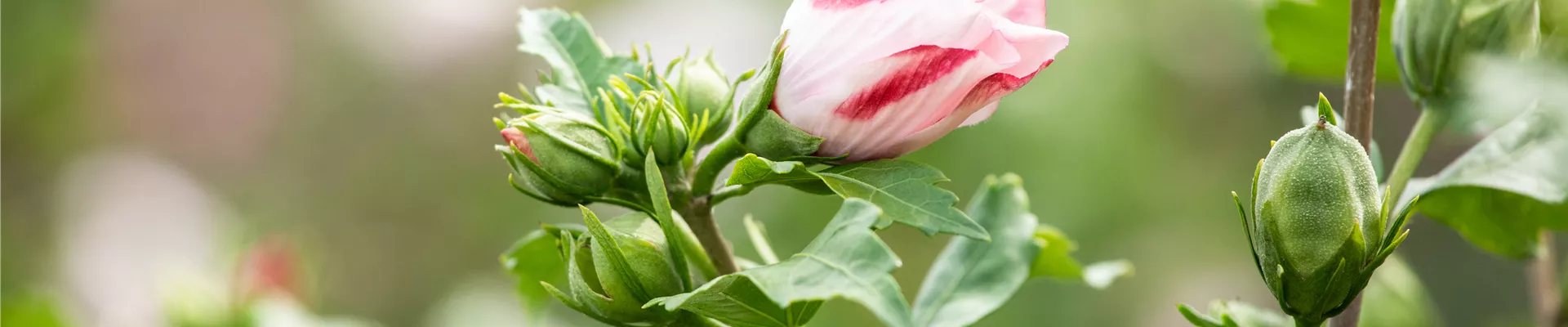 Hibiscus syriacus 'Hamabo'