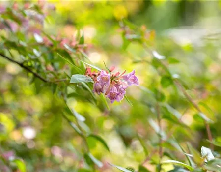 Abelia grandiflora 'Edward Goucher'