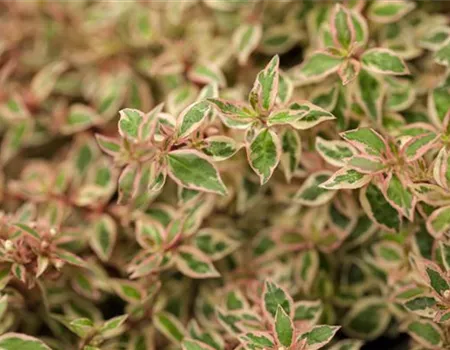 Abelia grandiflora 'Francis Mason'