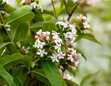 Abelia mosanensis