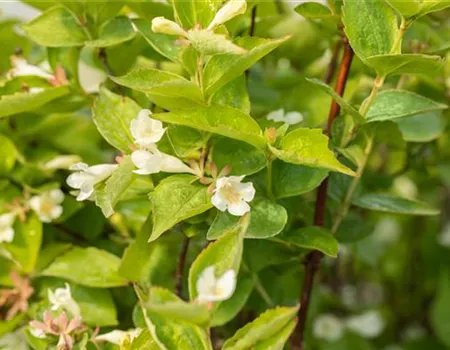 Abelia spathulata