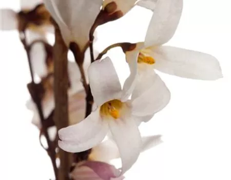 Abeliophyllum distichum