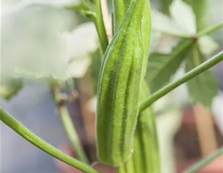 Abelmoschus esculentus