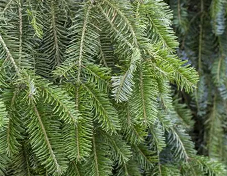 Abies alba 'Pendula'