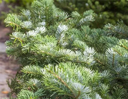 Abies amabilis 'Spreading Star'