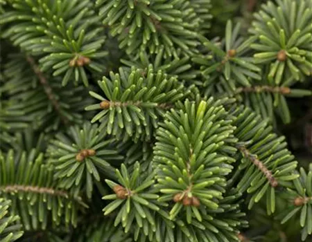 Abies balsamea 'Nana'