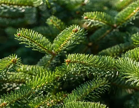 Abies cephalonica 'Meyer´s Dwarf'