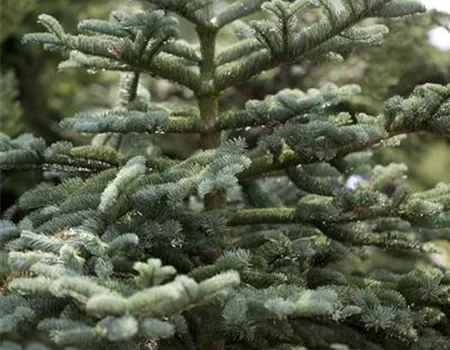 Abies concolor