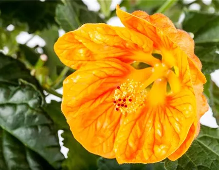 Abutilon 'Orange Glow'