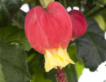 Abutilon megapotamicum 'Big Bell'