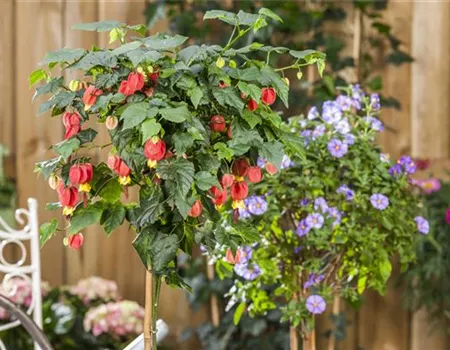 Abutilon megapotamicum