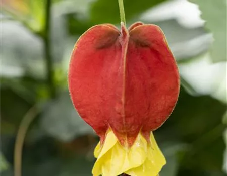 Abutilon megapotamicum, Stamm