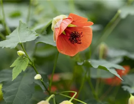 Abutilon megapotamicum 'Red Trumpet'