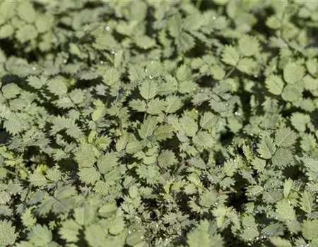 Acaena anserinifolia