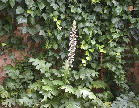 Acanthus mollis