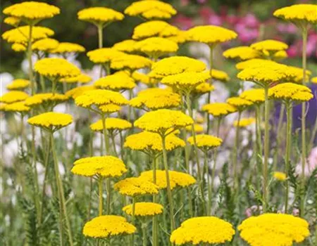 Achillea