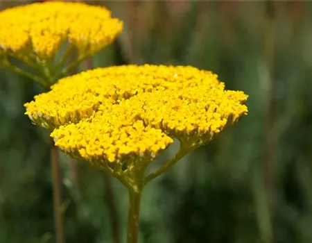 Achillea filipendulina