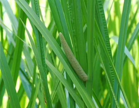 Acorus calamus