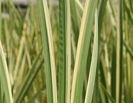 Acorus calamus 'Variegatus'
