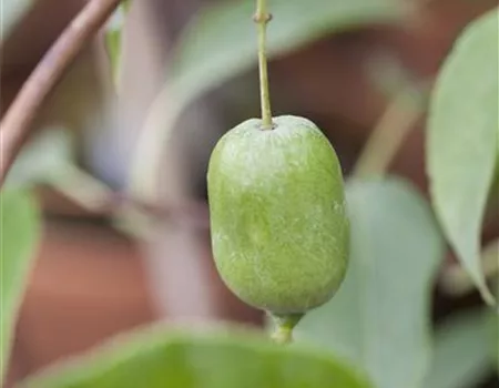 Actinidia arguta 'Ambrosia® Grande'