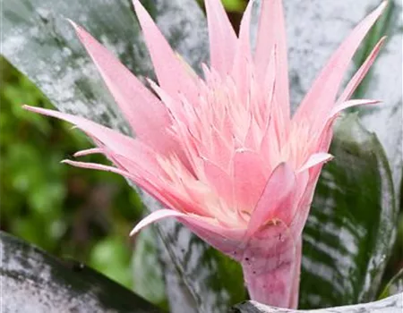 Aechmea fasciata 'Primera'