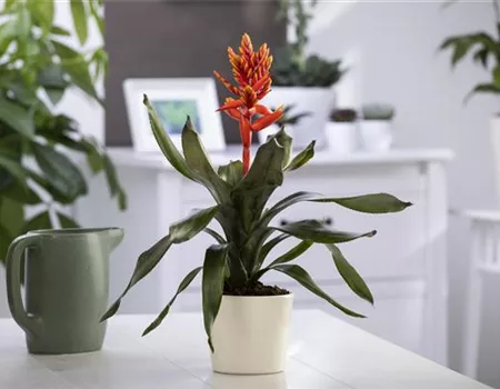 Aechmea 'Pepita Elegant Flames'