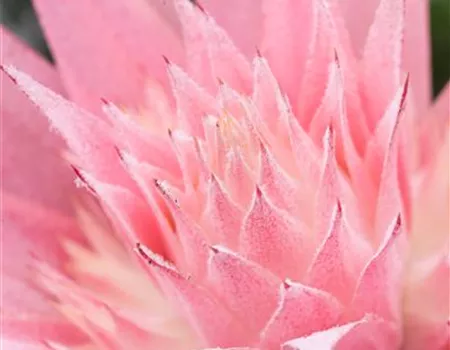Aechmea fasciata, rosa