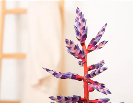 Aechmea hybride 'Blue Rain'