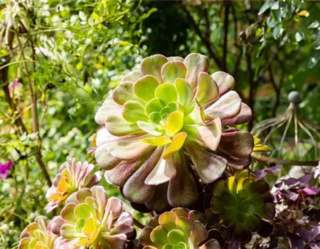 Aeonium