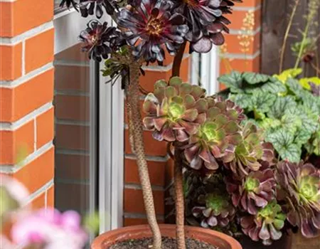 Aeonium arboreum 'Foliis purpureis'