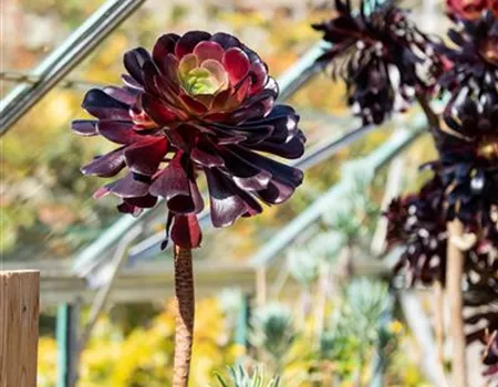 Aeonium arboreum 'Zwartkop'