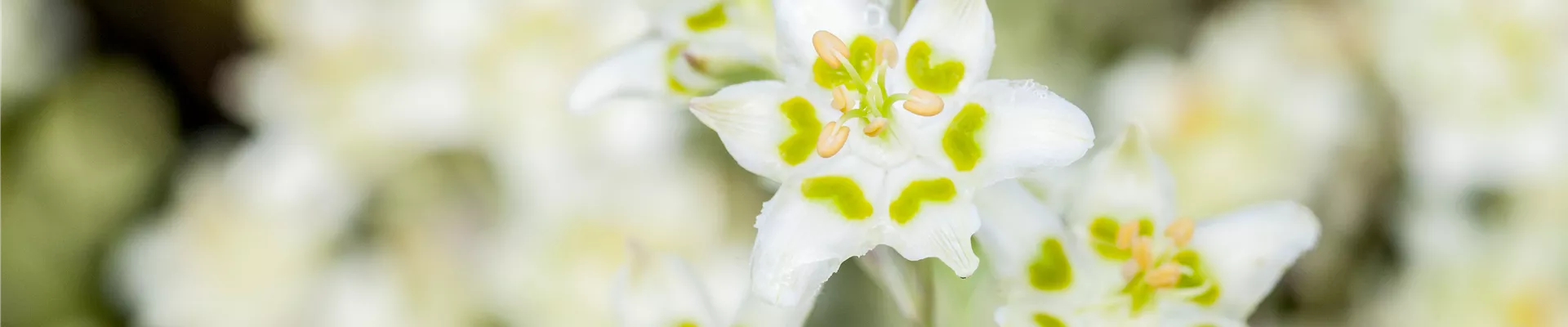 Zigadenus elegans 'Punch'