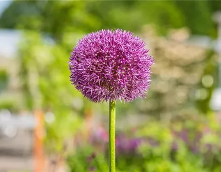 Allium 'Dutchmann'