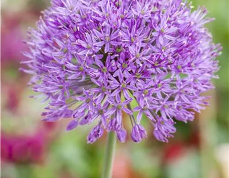 Allium 'Lucy Ball'