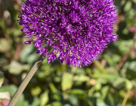 Allium aflatunense