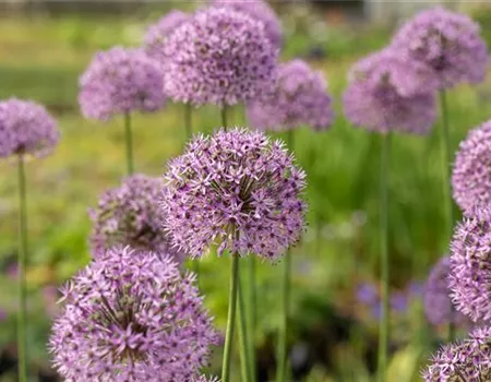 Allium aflatunense 'Gladiator'
