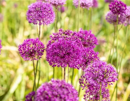 Allium aflatunense 'Purple Sensation'