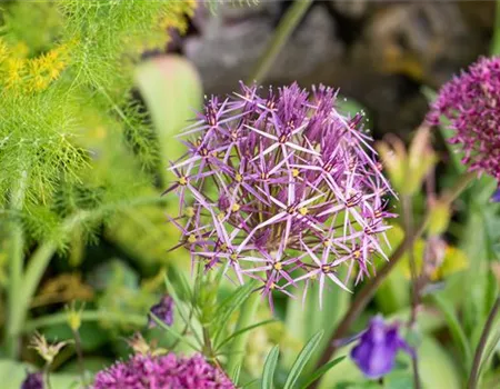Allium christophii