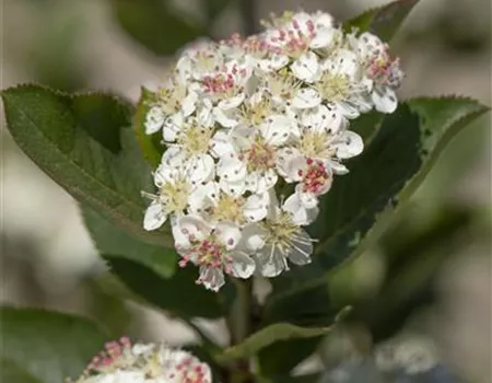 Aronia arbutifolia 'Brilliant'