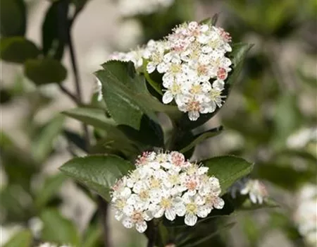 Aronia melanocarpa
