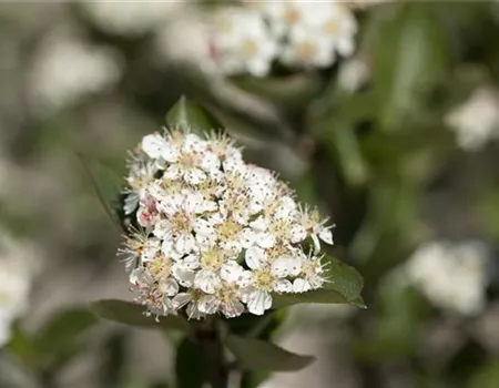 Aronia melanocarpa Polar Fruits® 'Chokeberry'