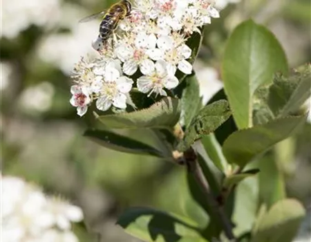 Aronia melanocarpa 'Königshof'